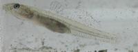 エドハゼ Gymnogobius macrognathos