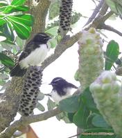 Willie Wagtail, Rhipidura leucophrys (Muscicapidae), Coolum, Queensland, November 200,