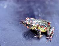 : Bufo periglenes; Golden Toad