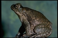 : Bufo sp.