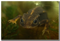 : Cynops ensicauda ensicauda; Sword-tailed Newt