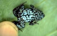 : Hoplophryne rogersi