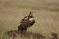 : Aegypius tracheliotus; Lappet Faced Vulture