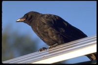 : Corvus caurinus; Northwestern Crow