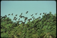 : Dendrocygna viduata; White-faced Whistling-duck