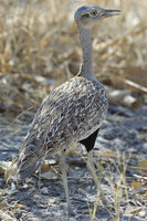 : Eupodotis ruficrista; Red Crested Korhaan