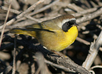 : Geothlypis trichas; Common Yellowthroat