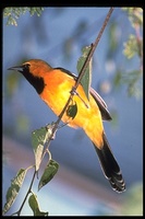 : Icterus cucullatus; Hooded Oriole