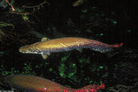 : Arapaima gigas; Arapaima