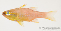 : Ostorhinchus apogonides