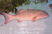 : Plectropomus maculatus; Spotted Coralgrouper