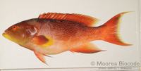 : Variola louti