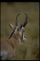 : Antilocapra americana; Pronghorn Antelope