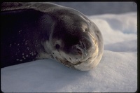 : Hydrurga leptonyx; Leopard Seal