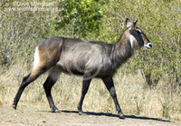 : Kobus ellipsiprymnus ssp. defassa; Defassa Waterbuck