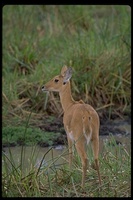 : Redunca redunca; Bohor Reedbuck