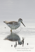 : Tringa melanoleuca; Greater Yellowlegs