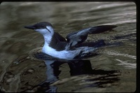 : Uria aalge; Common Murre