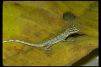 : Anolis peraccae; Anole