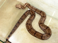 : Boa constrictor; Jib