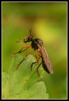 : Dicotria atricapilla