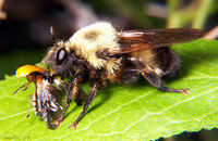 : Laphria grossa; Robber Fly;