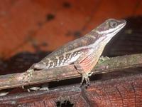 : Norops aquaticus; Stream Anole