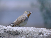 흰꼬리딱새 Ficedula parva albicilla | red-breasted flycatcher