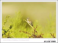 Sylvia curruca Lesser Whitethroat 白喉林鶯 100-058