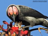 Coleto (a near Philippine endemic) Scientific name - Sarcops calvus