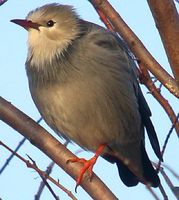 Red-billed Starling » Sturnus sericeus