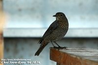 Fig. 15. Blue Rock Thrush : 바다직박구리