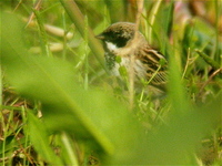 Pallas's Bunting [Emberiza pallasi]