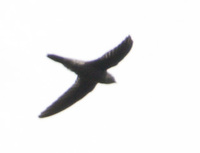 Himalayan Swiftlet