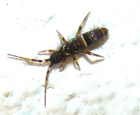 Orchesella cincta