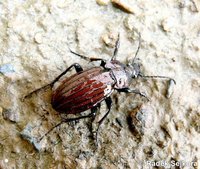 Carabus melancholicus costatus