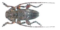 Idactus cristulatus