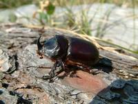 Oryctes nasicornis mariei