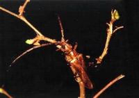 Vesperus ligusticus