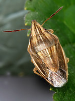 Aelia rostrata