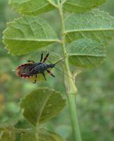 Rhynocoris annulatus