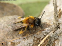 Andrena nigroaenaea