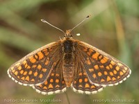 Melitaea aurelia - Nickerl's Fritillary