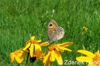 Lasiommata maera - Large Wall Brown