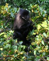 Gray-cheeked mangabey (Lophocebus albigena johnstoni)