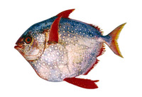 Lampris guttatus, Opah: fisheries, gamefish