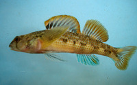 Etheostoma thalassinum, Seagreen darter: