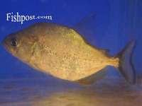 Serrasalmus brandtii, White piranha: