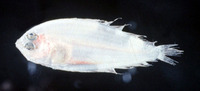 Arnoglossus elongatus, Long lefteye flounder: