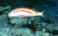 Parupeneus chrysonemus, Yellow-threaded goatfish: